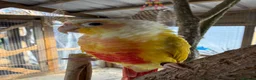 Conures birds for sale: Tame pineapple conure  - Advert 2