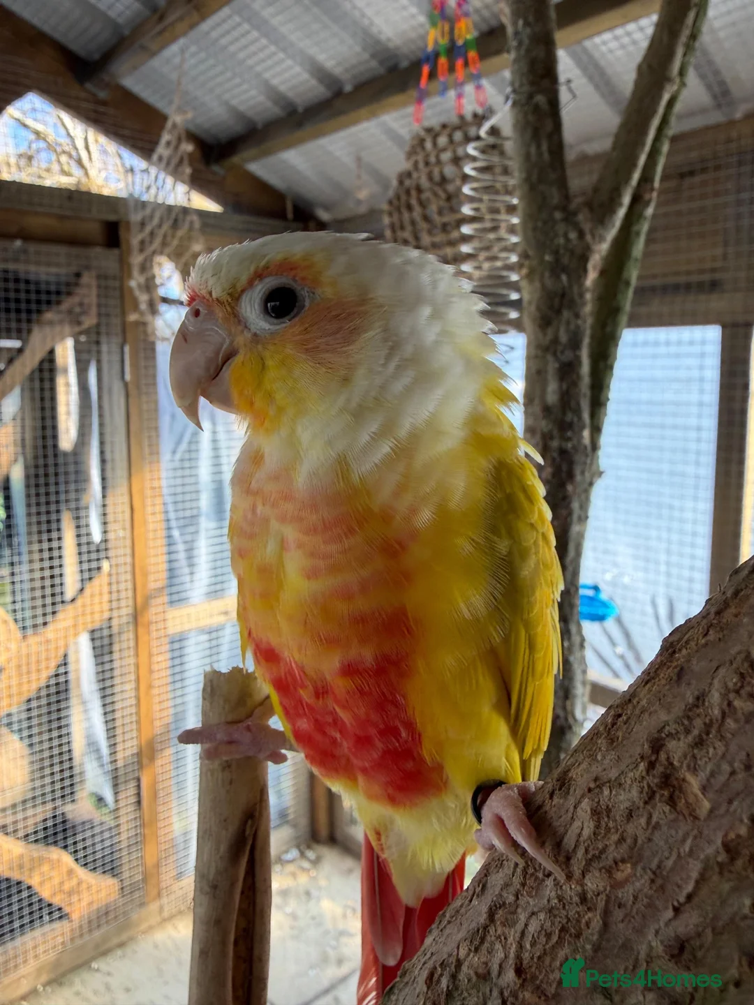 Conures birds for sale: Tame pineapple conure  - Advert 2