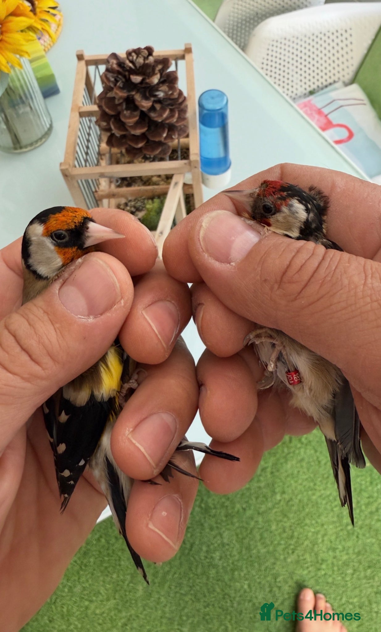 Finches birds for sale: Healthy Goldfinches & Greenfinches For Sale - Advert 10