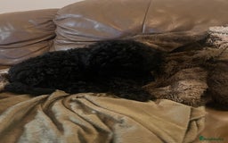 Cockapoo dogs for sale: Female cockerpoo - Image 5