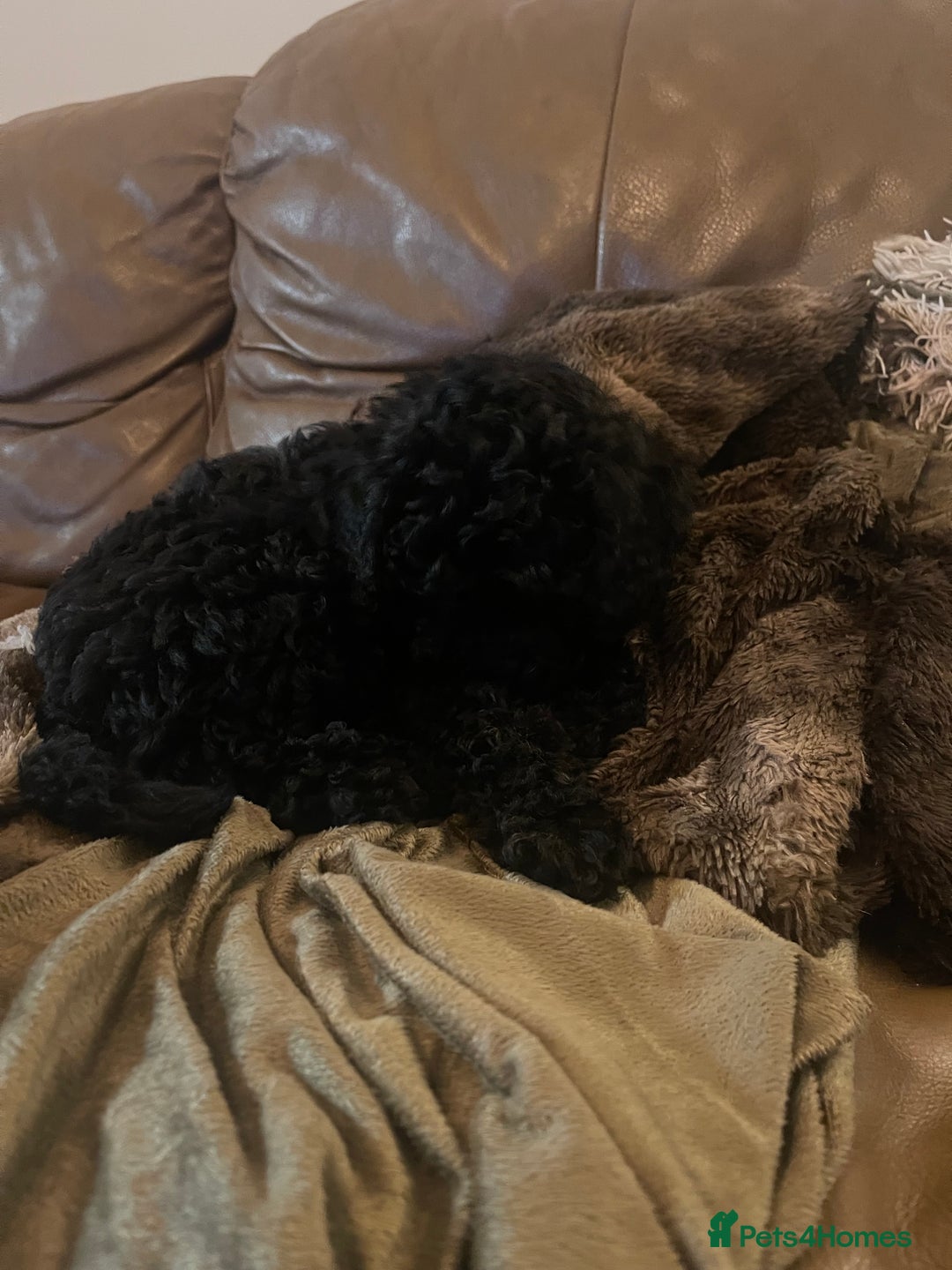 Cockapoo dogs for sale: Female cockerpoo - Image 5