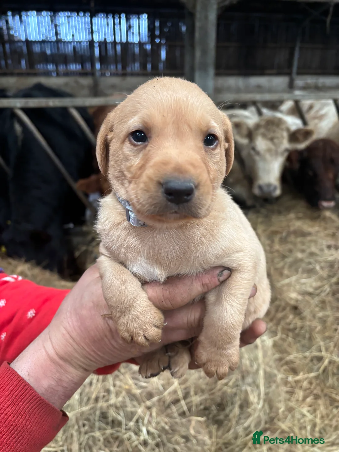 Labrador Retriever dogs for sale: Puppy Red fox labradors  - Advert 15