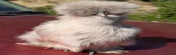 Chickens poultry for sale: USA Silkie Purebred Colours Hatching Eggs  - Advert 9
