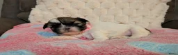 Lhasa Apso dogs for sale: Beautiful Lhasa puppies 6 available  - Advert 10