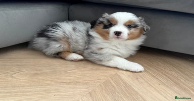 Australian Shepherd dogs - Advert 3