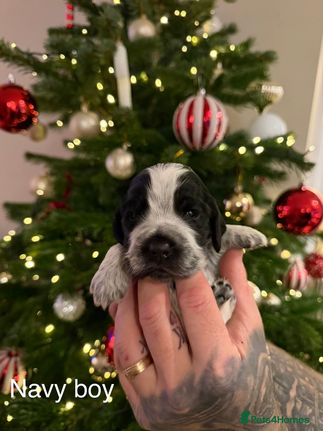 Cocker Spaniel dogs for sale: KC registered show type cocker spaniel  - Advert 20