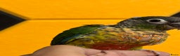 Conures birds for sale: Hand Reared Tame baby conures  - Advert 21