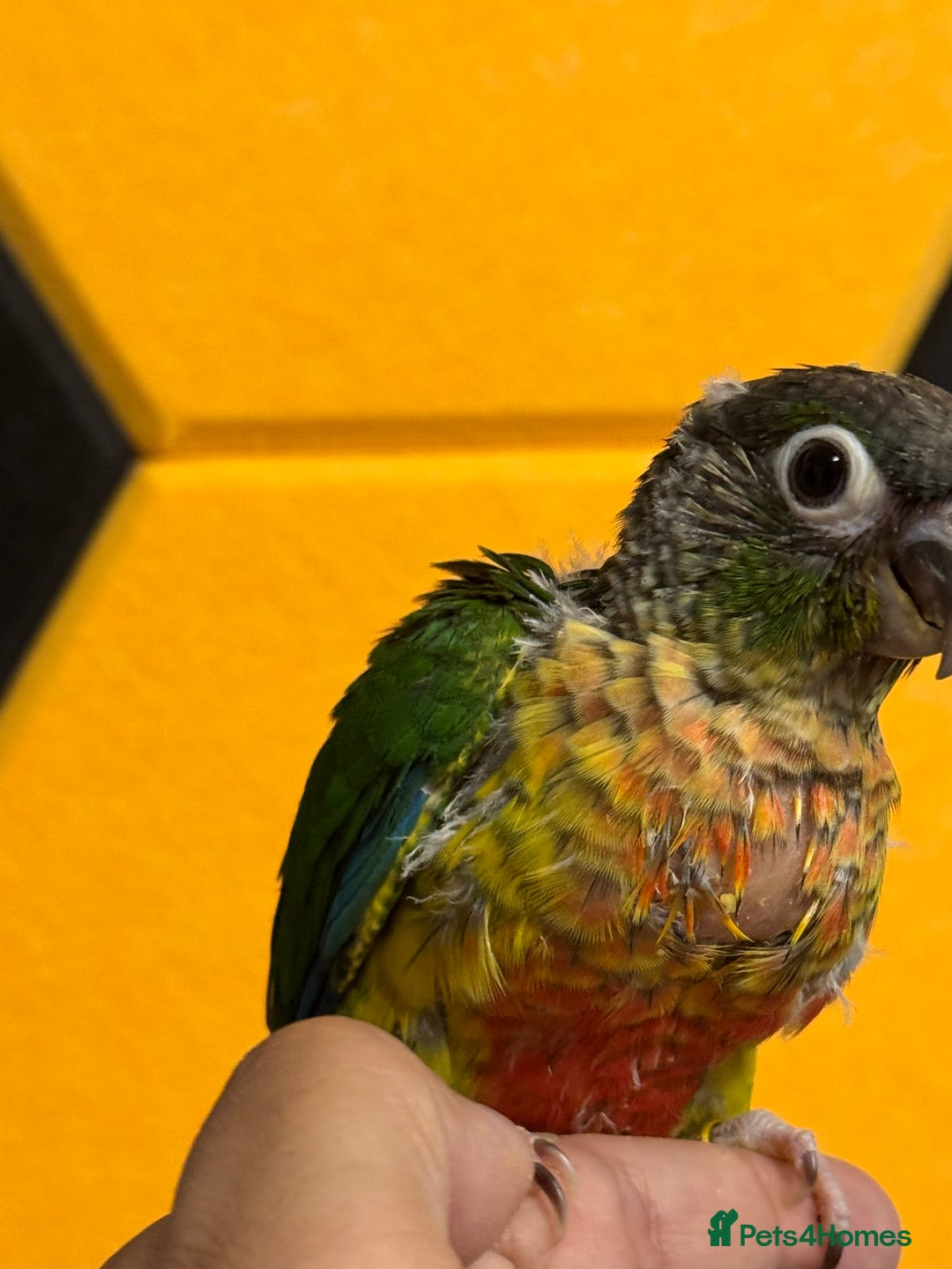 Conures birds for sale: Hand Reared Tame baby conures  - Image 21