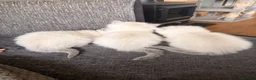 Ragdoll cats for sale: Mischievous trio of gorgeous ragdolls - Advert 7