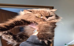 British Longhair cats for sale: Chocolate longhair,  Blue golden and white sh - Advert 3