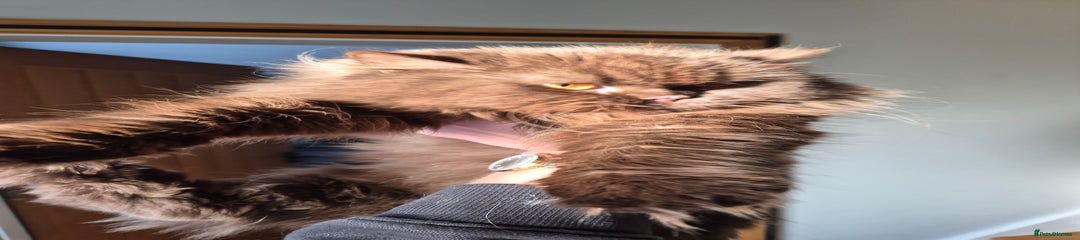 British Longhair Kitten 2