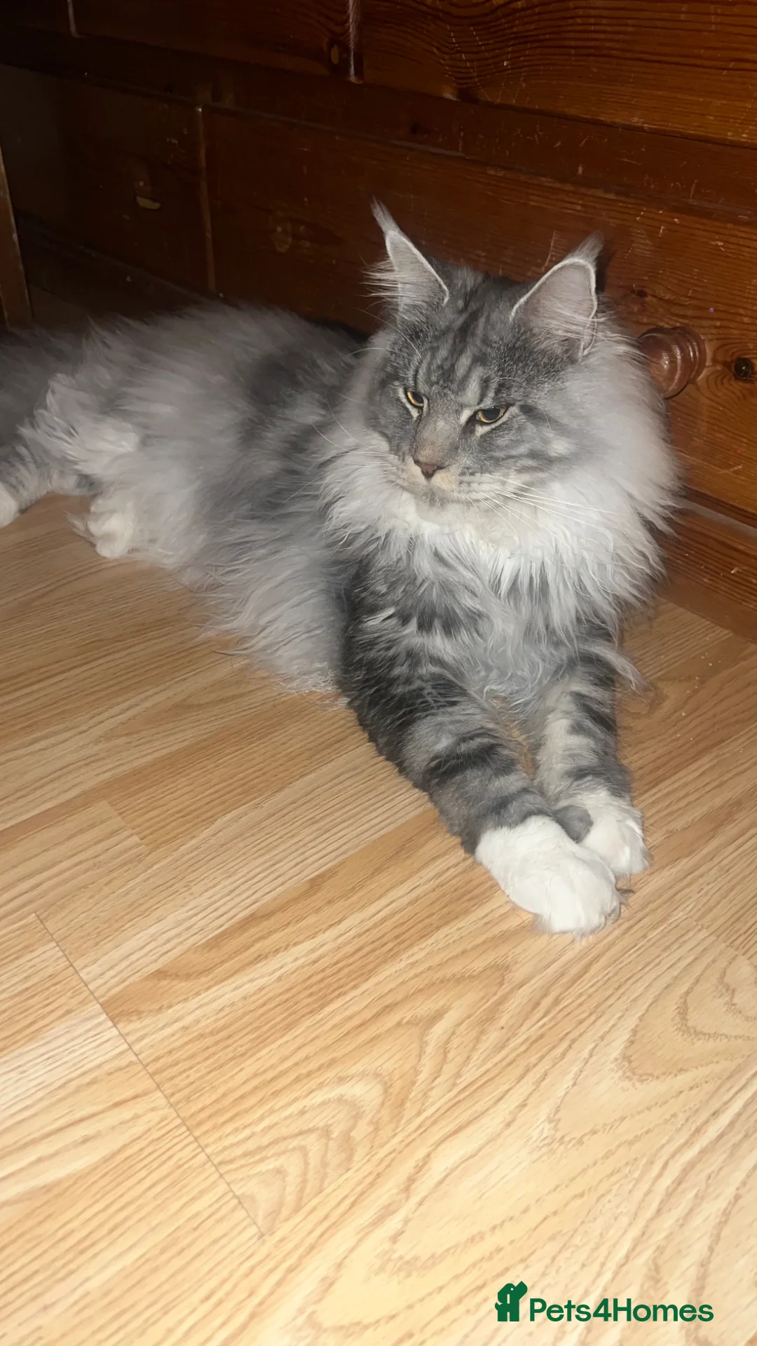 Maine Coon cats for stud: Russian Maine coon stud  - Advert 2