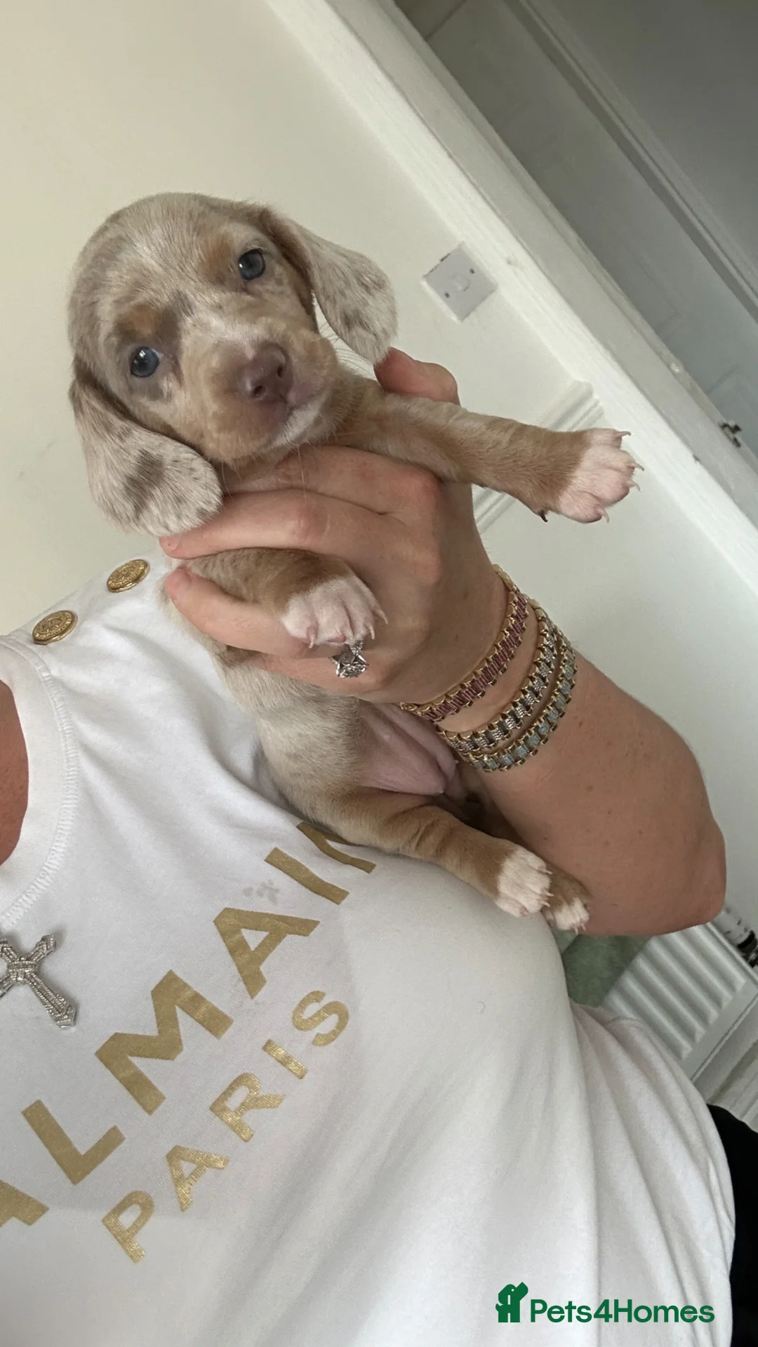 Miniature Dachshund dogs for sale: Miniature Dachshund puppies  - Advert 1