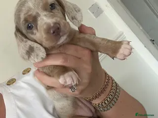 Miniature Dachshund dogs Miniature Dachshund puppies - Advert 12