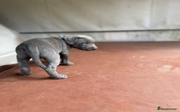 Staffordshire Bull Terrier dogs for sale: Blue Staffordshire puppies  - Image 4