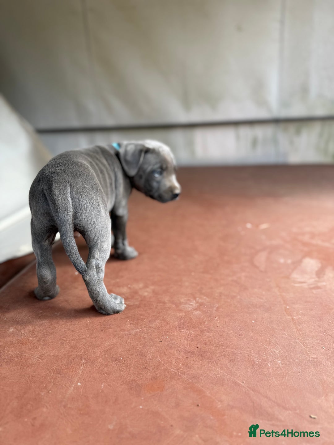 Staffordshire Bull Terrier dogs for sale: Blue Staffordshire puppies  - Image 4