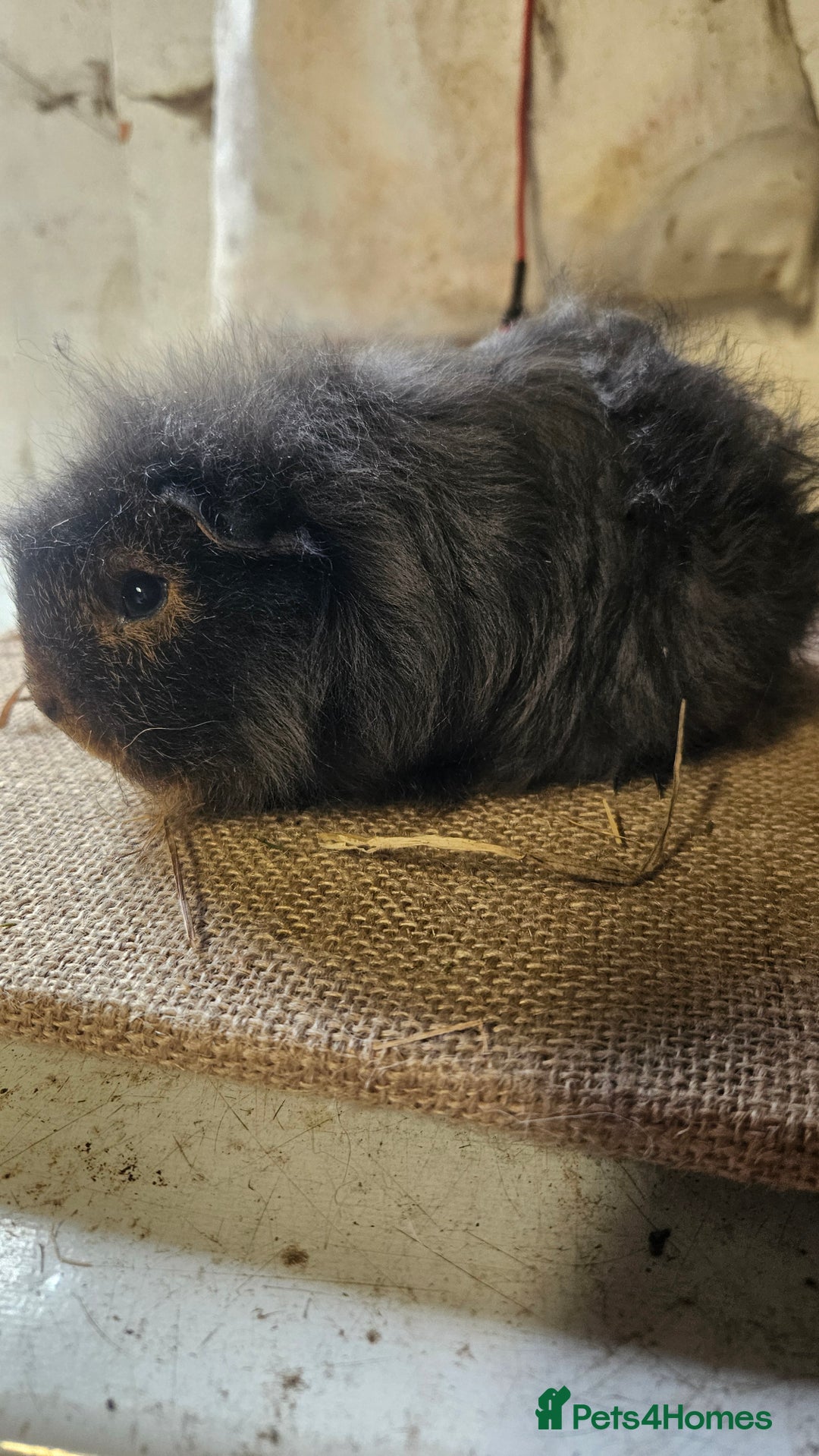 Guinea Pig rodents for sale: Rare swiss guinea pigs - Advert 5