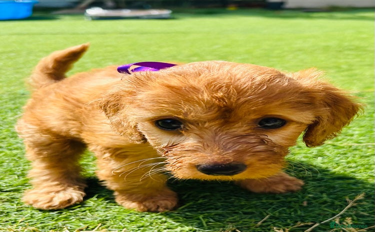 Labradoodle dogs in Milton Keynes - Advert 15