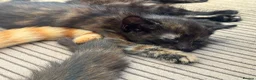 Mixed Breed cats for sale: Gorgeous tortoiseshell and tabby kittens - Advert 10