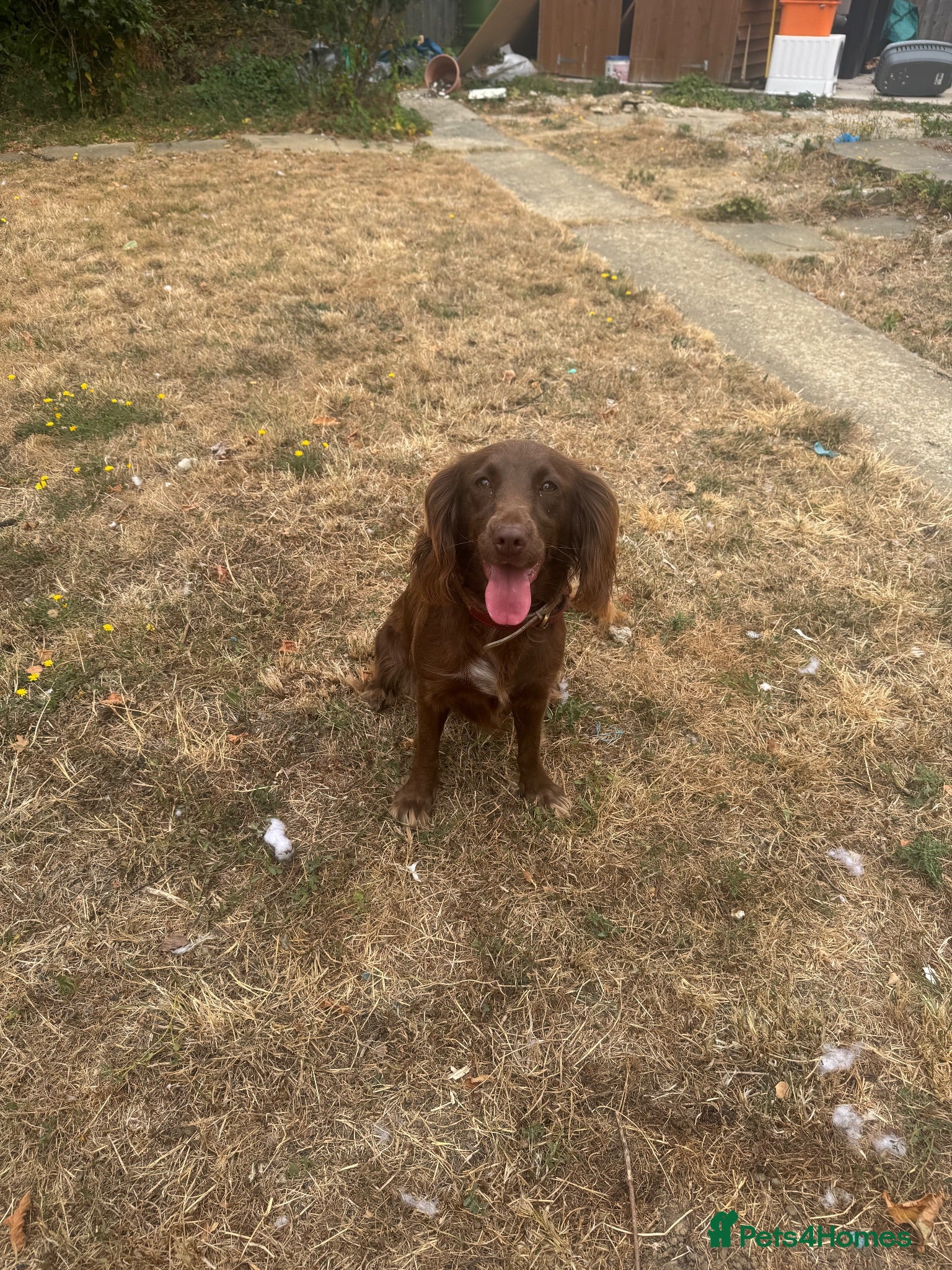 Mixed Breed dogs 2 year old springer spaniel cross - Advert 1