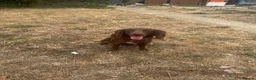 Mixed Breed dogs for sale: 2 year old springer spaniel cross - Advert 1