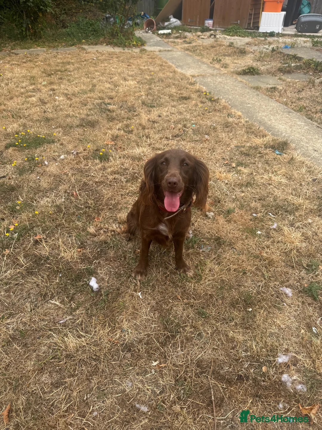 Mixed Breed dogs for sale: 2 year old springer spaniel cross - Advert 1