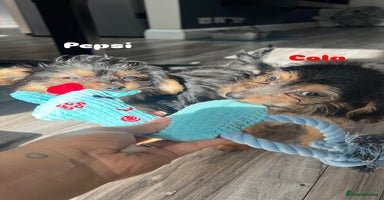 Mixed Breed dogs - Advert 6