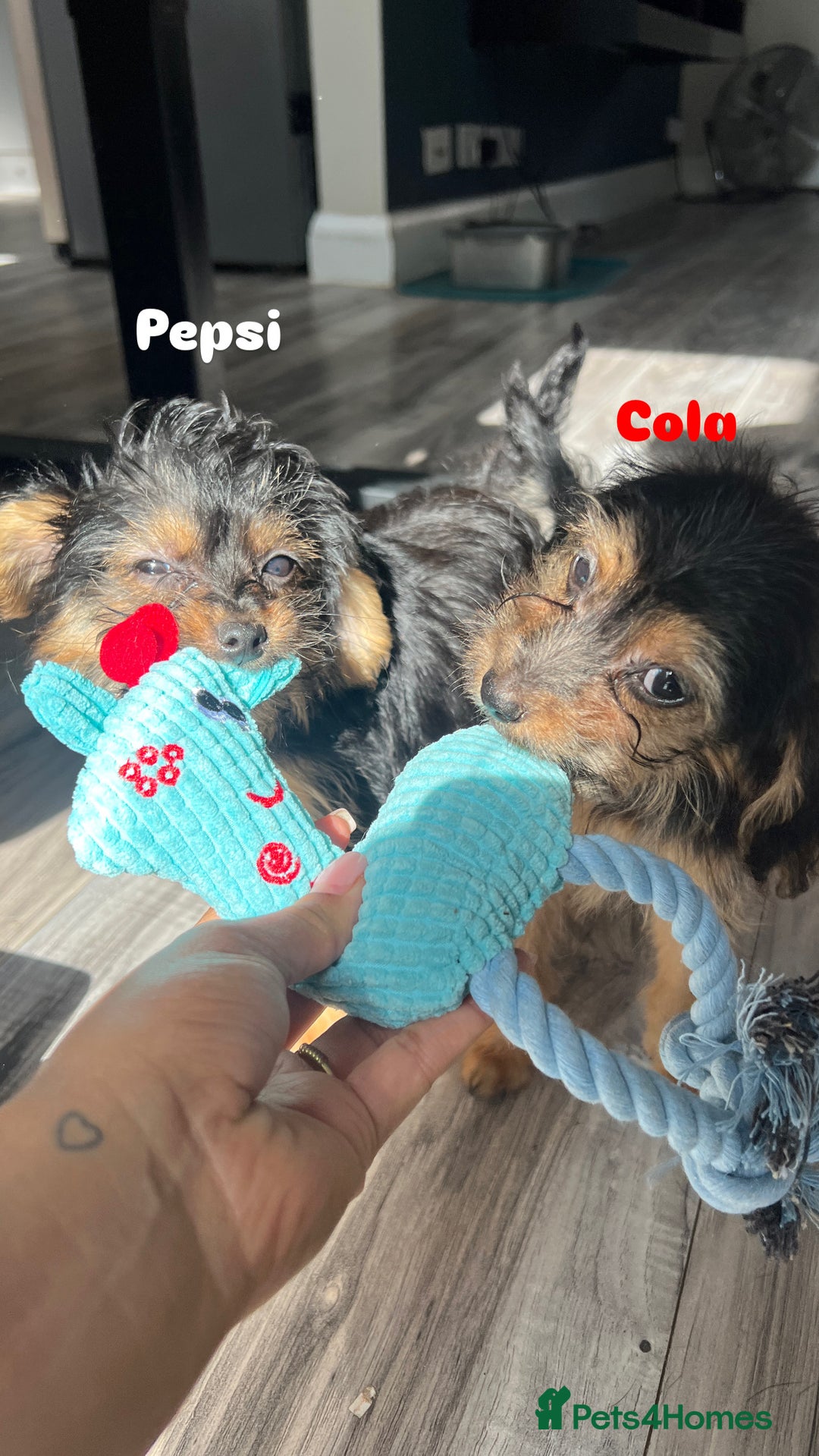 Mixed Breed dogs for adoption: Cola & Pepsi are looking for their forever home! - Image 7