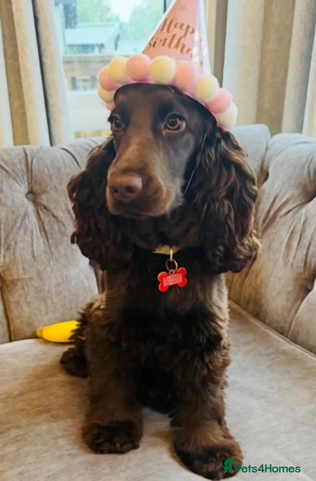 Cocker Spaniel dogs for sale: 🤎🐶 Chocolate English Show Cocker Spaniel Puppies in Bridgwater - Advert 1