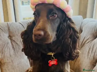 Cocker Spaniel dogs 🤎🐶 Chocolate English Show Cocker Spaniel Puppies - Advert 13