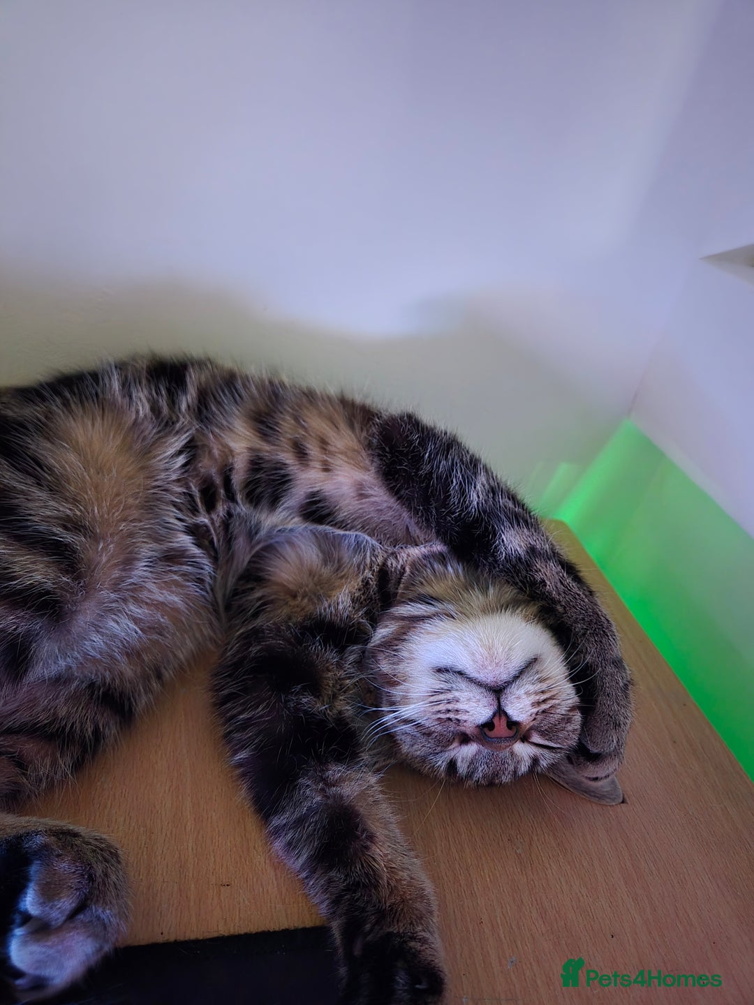 Bengal cats for sale: 3 kittens for sale - Advert 4