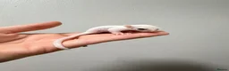 Sugar Glider rodents for sale: Joeys now OOP! 2 available  - Advert 7