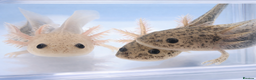 Axolotl reptiles for sale: Baby axolotls  - Advert 7
