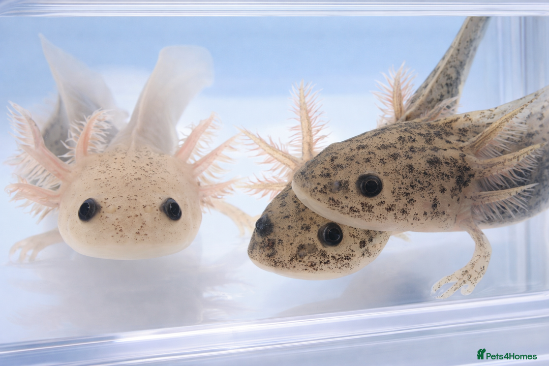 Axolotl reptiles for sale: Baby axolotls  - Advert 7