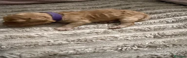 Cockapoo 8