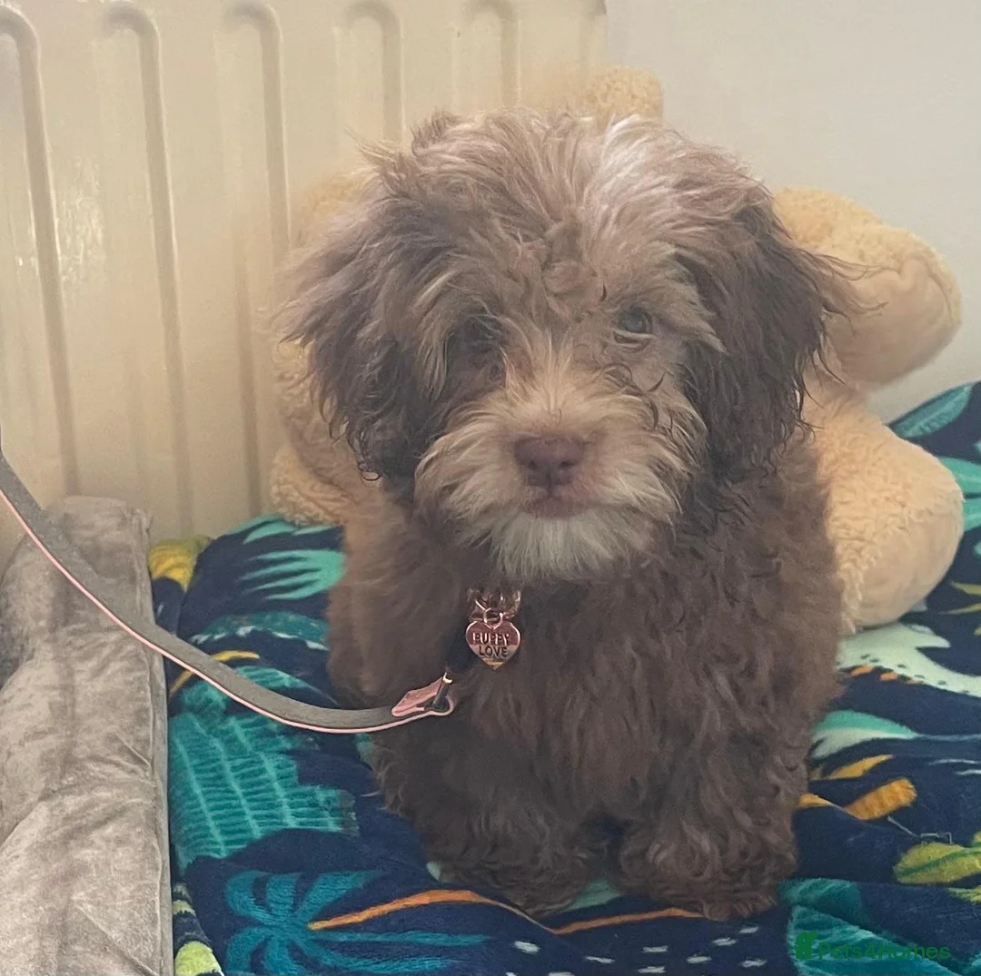 Shihpoo dogs for sale: Shihpoo girl puppy in Ramsgate - Advert 5
