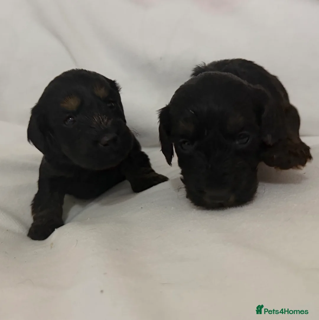 Cockapoo dogs for sale: Cockapoo f1 puppies in Bishop Auckland - Advert 9