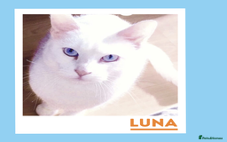 Mixed Breed cats for adoption: Luna is a VIP - Image 1