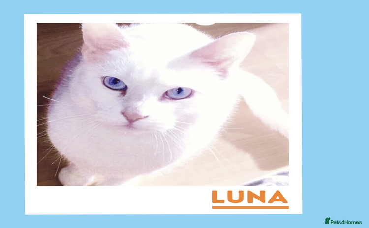 Mixed Breed cats - Advert 2