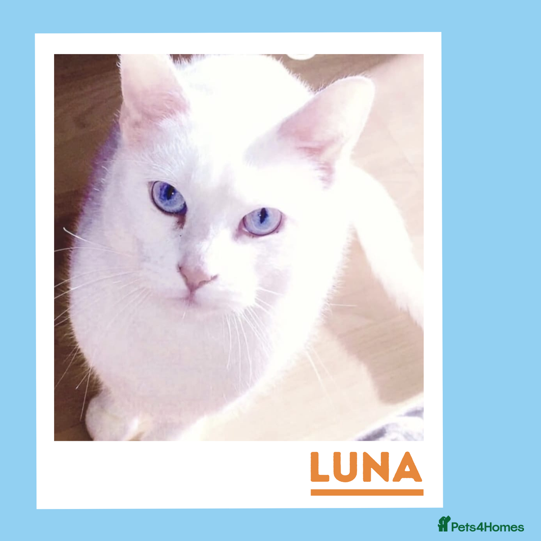 Mixed Breed cats for adoption: Luna is a VIP - Image 1