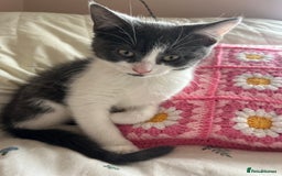 Mixed Breed cats for sale: Female Russian blue and British shorthair mix  - Image 3