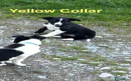 Border Collie dogs for sale: Gorgeous Border Collie pups - Image 7