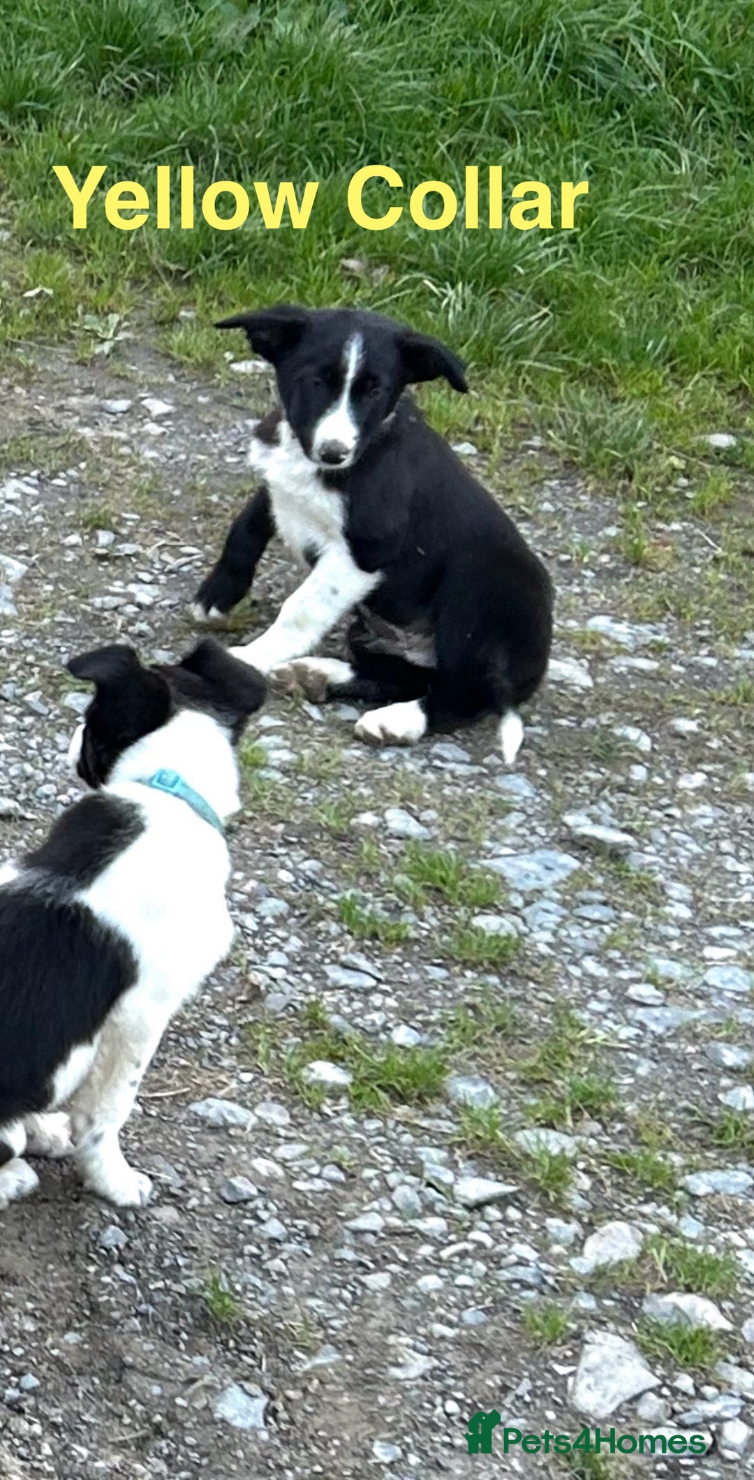 Border Collie dogs for sale: Gorgeous Border Collie pups - Image 7