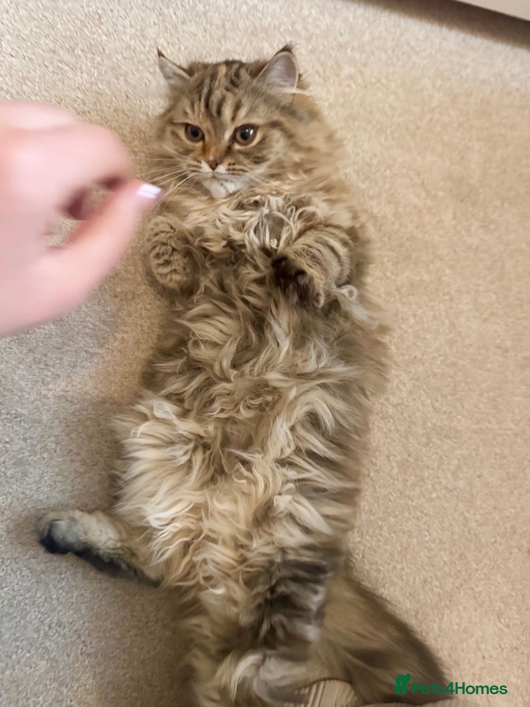 Persian cats for sale: Persian x Siberian fluffy tabby kitten - Advert 5