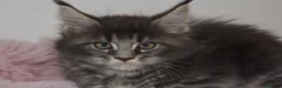 Maine Coon cats for sale: Amazing TICA registered kittens - Advert 2