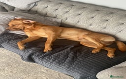 Labrador Retriever dogs for stud: Fox red Labrador for stud  - Image 4