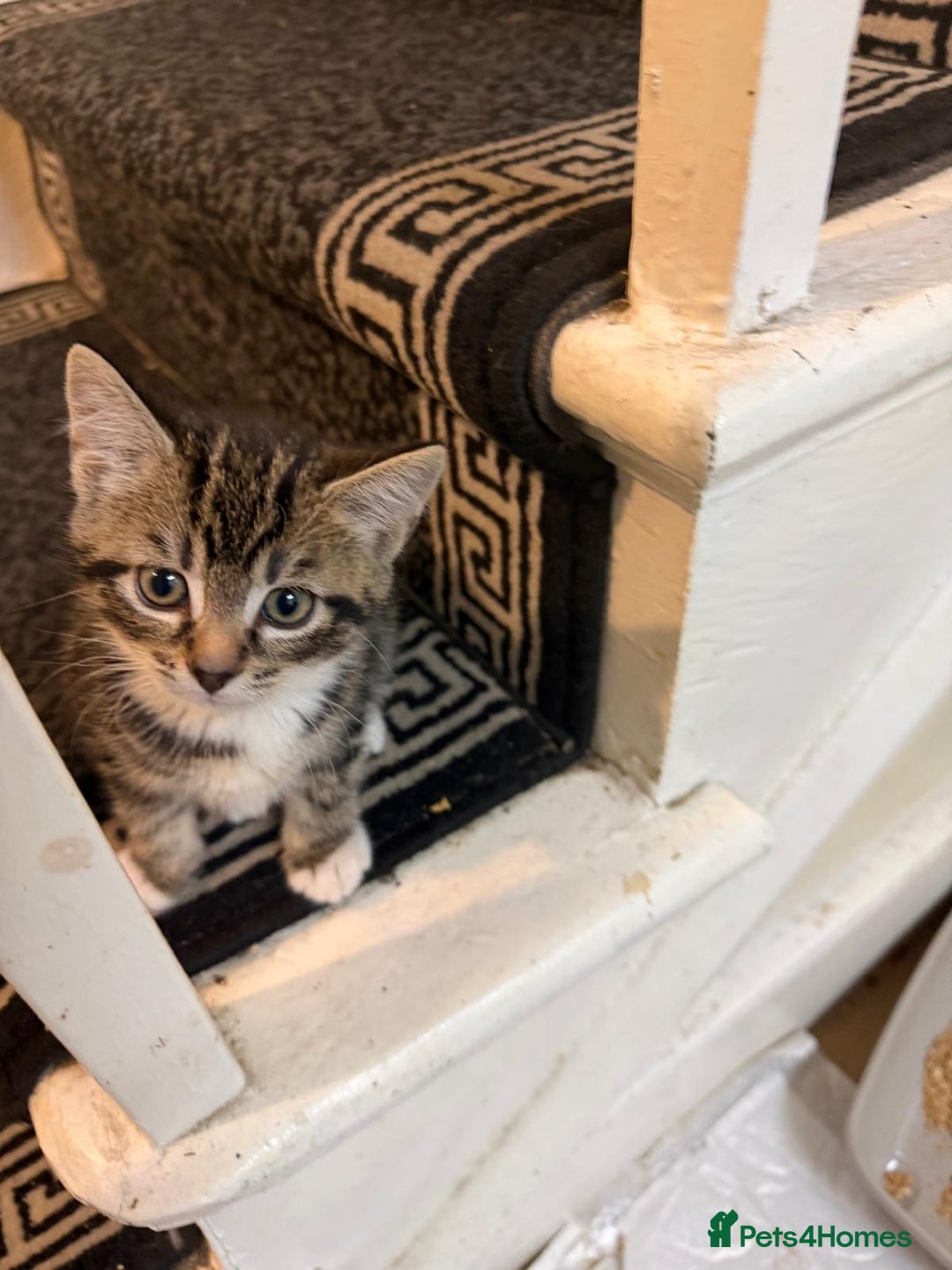 Mixed Breed cats for sale: 3 Tabby Kittens - Advert 5