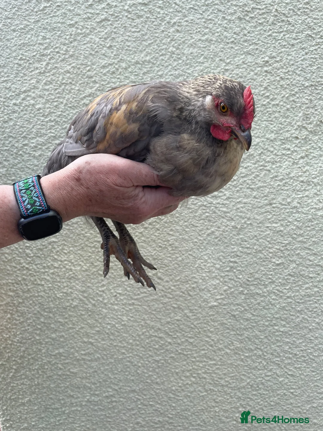 Mixed Breed poultry for sale: 3 Mixed Chicken  in Liskeard - Advert 2