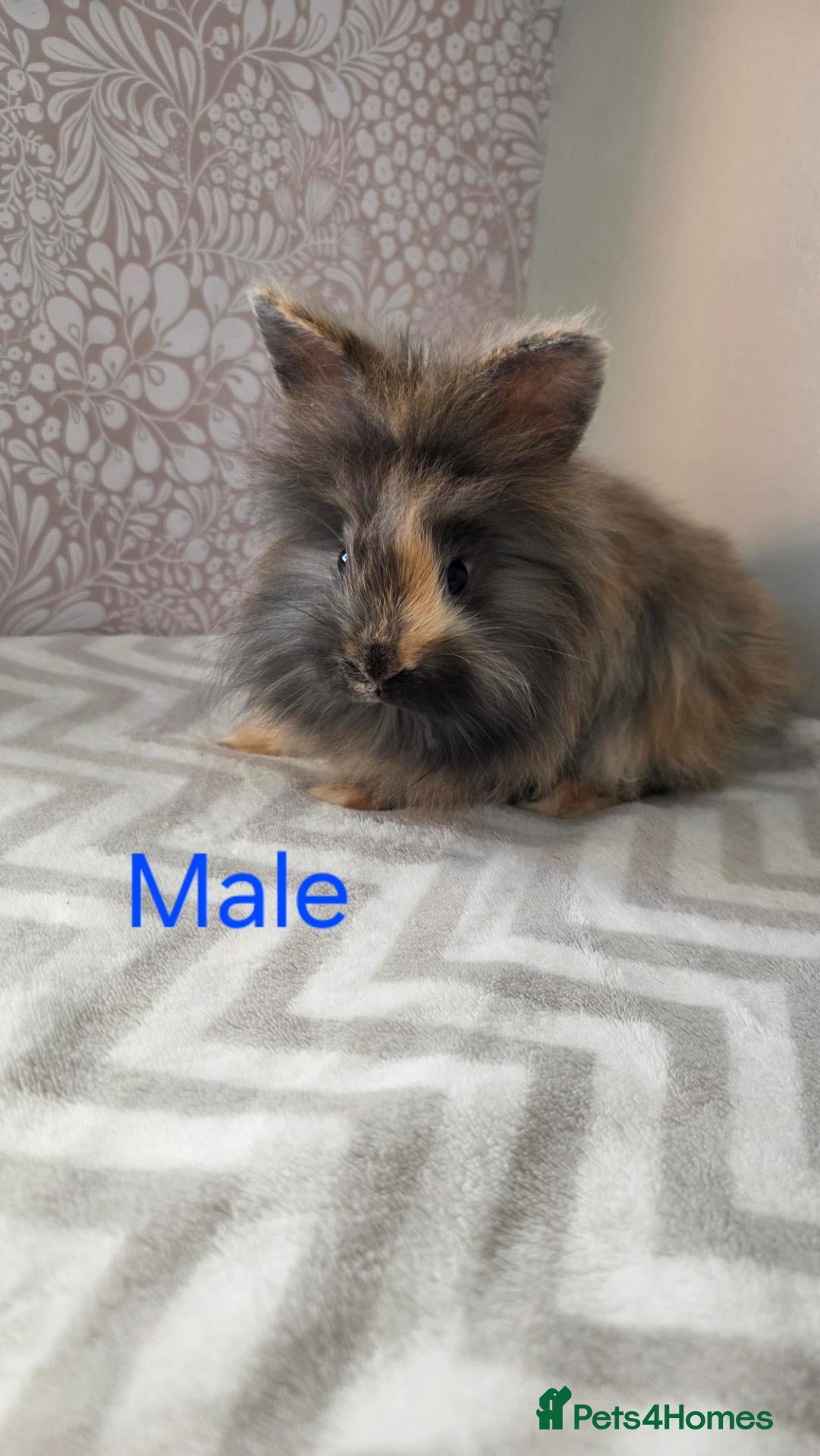 Lionhead rabbits Lion head rabbits - Advert 1