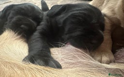 Labrador Retriever dogs for sale: Ready to leave! Beautiful KC Fox Red Labrador Girl - Image 22